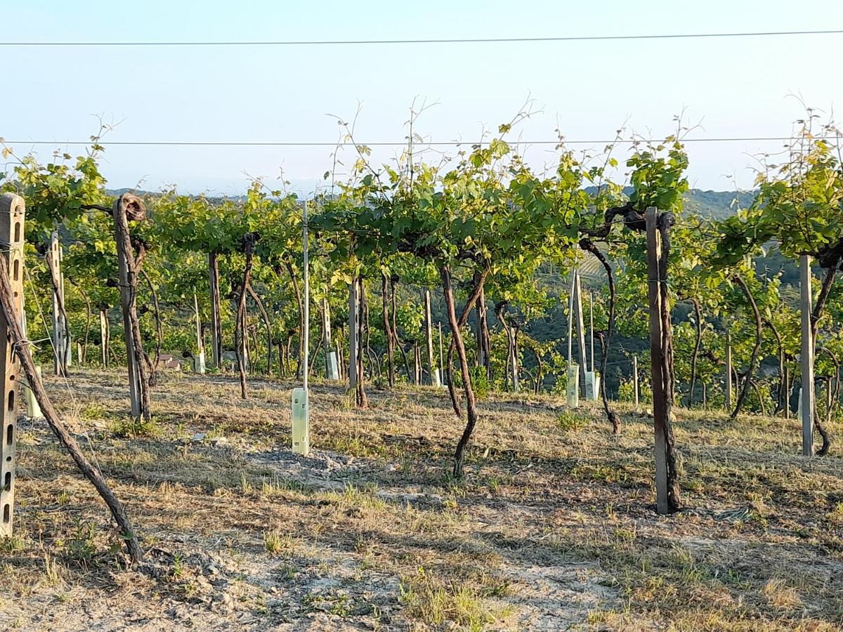 Agriturismo Il Biancospino Bed & Wine Daire Lerma Dış mekan fotoğraf